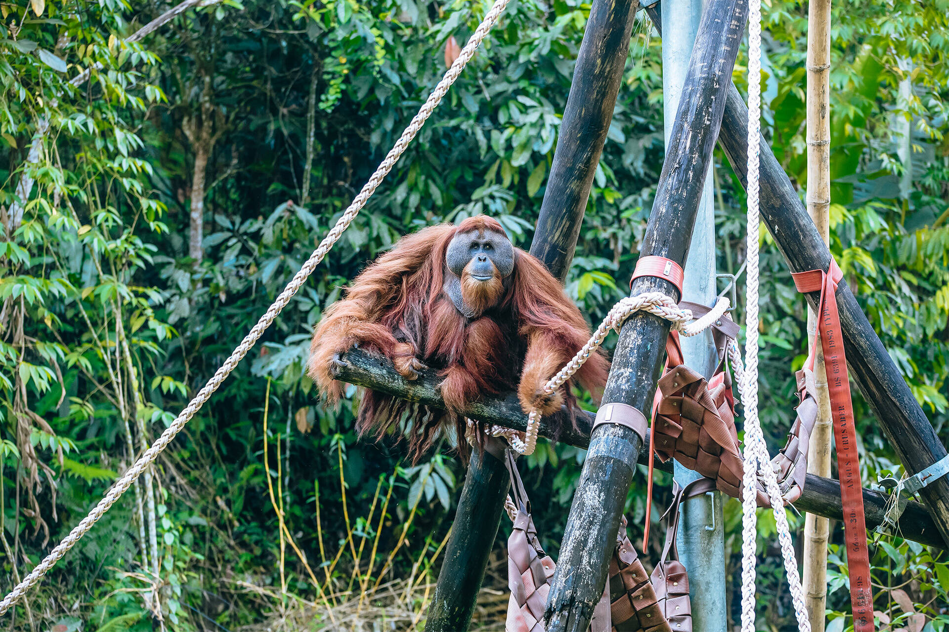 New Haven for Sumatran orangutans