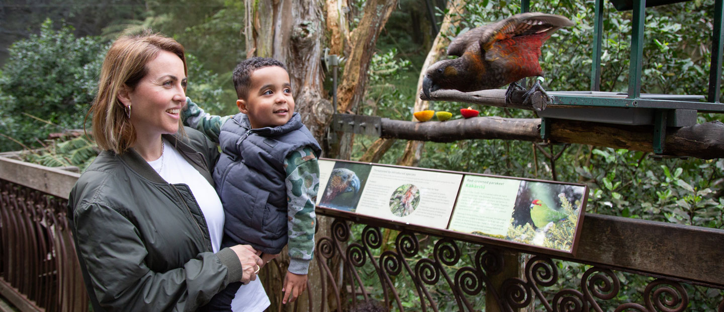 Back to nature – Auckland Zoo gears up to welcome back visitors