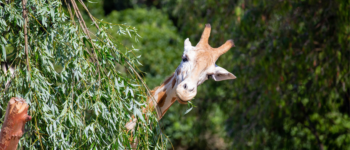 Happy World Giraffe Day!