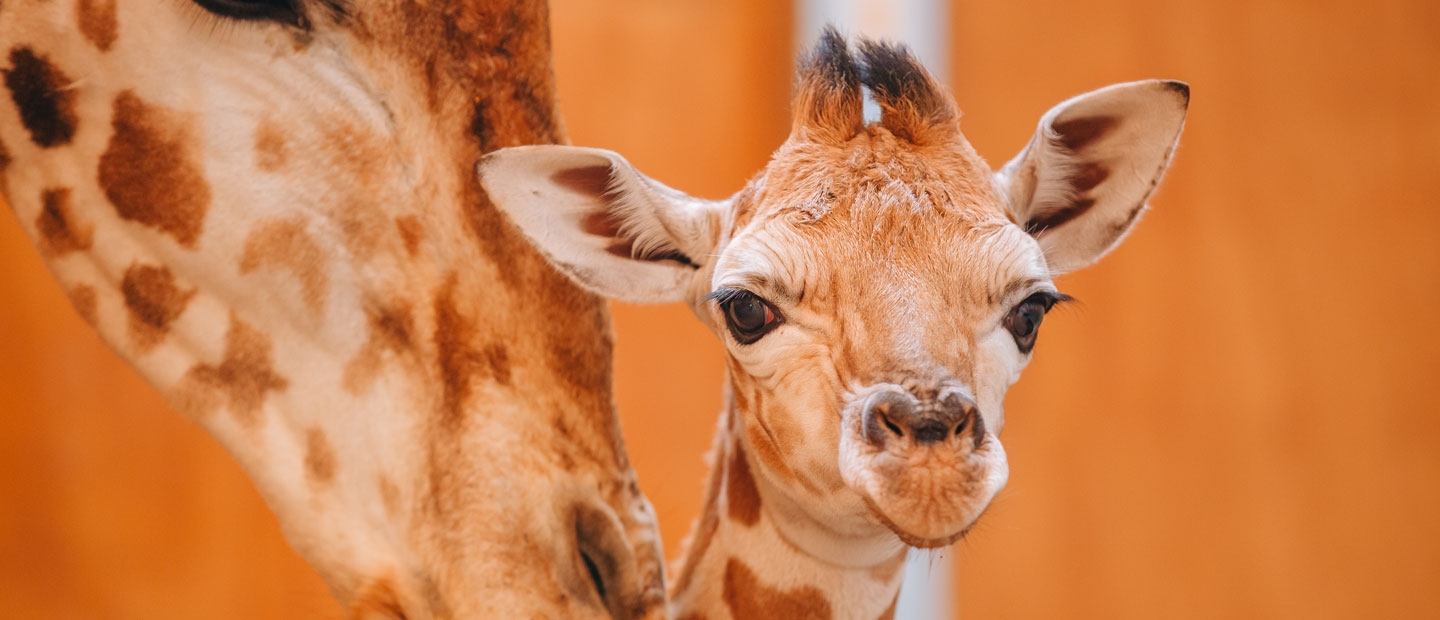 Auckland Zoo celebrates birth of giraffe calf