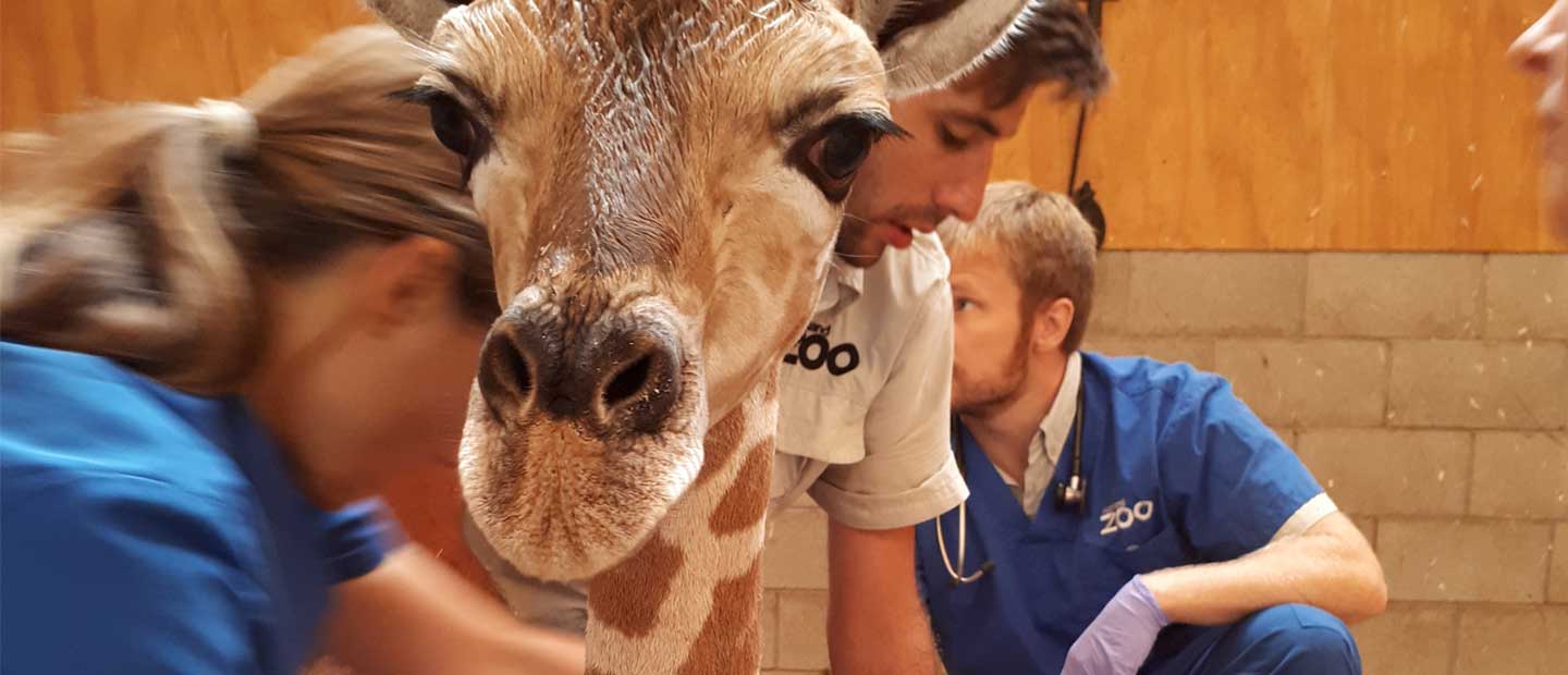 Auckland Zoo mourning loss of ill giraffe calf
