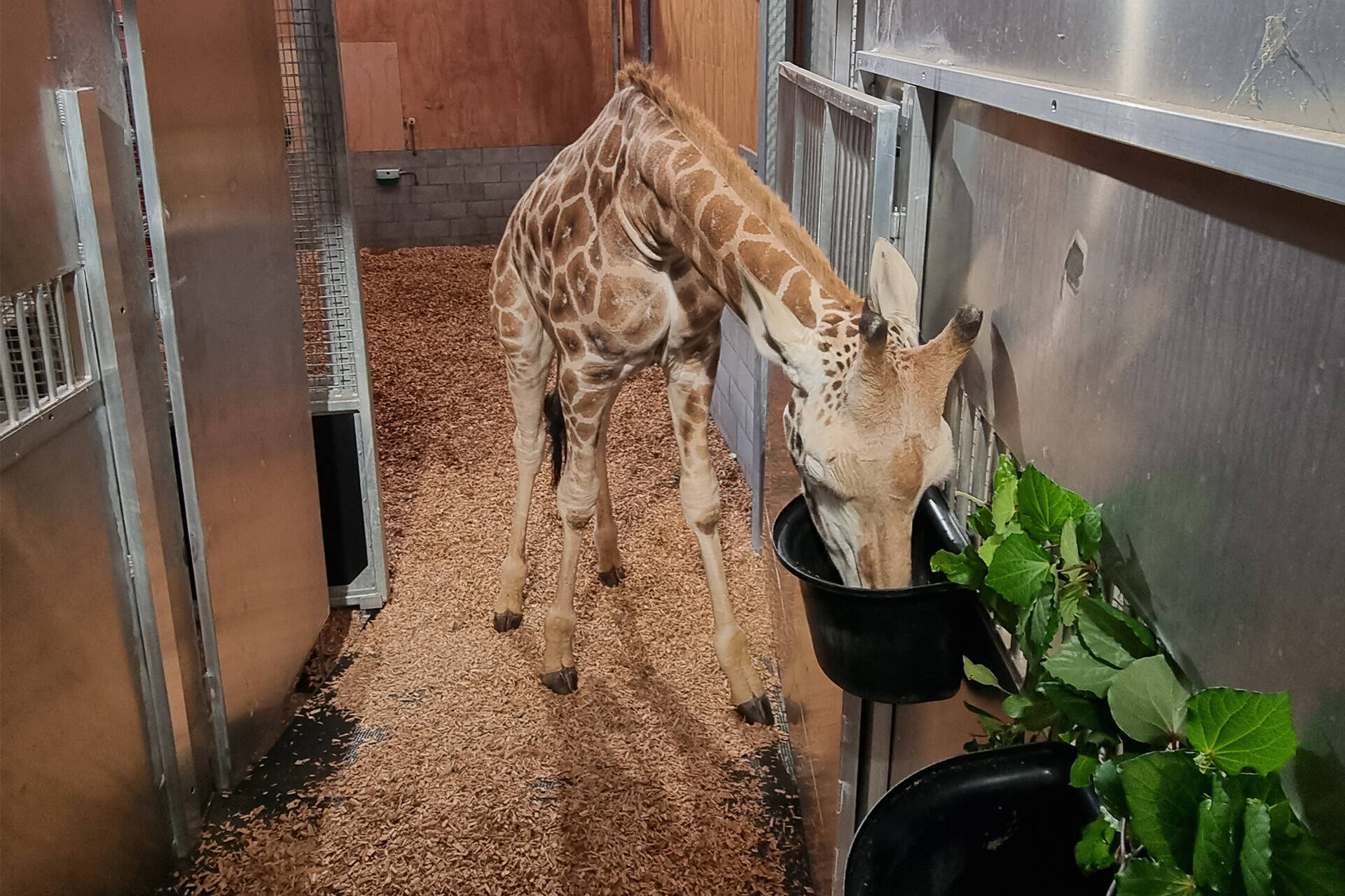 Super travel trailer supports giraffe Jabali’s smooth move to Hamilton