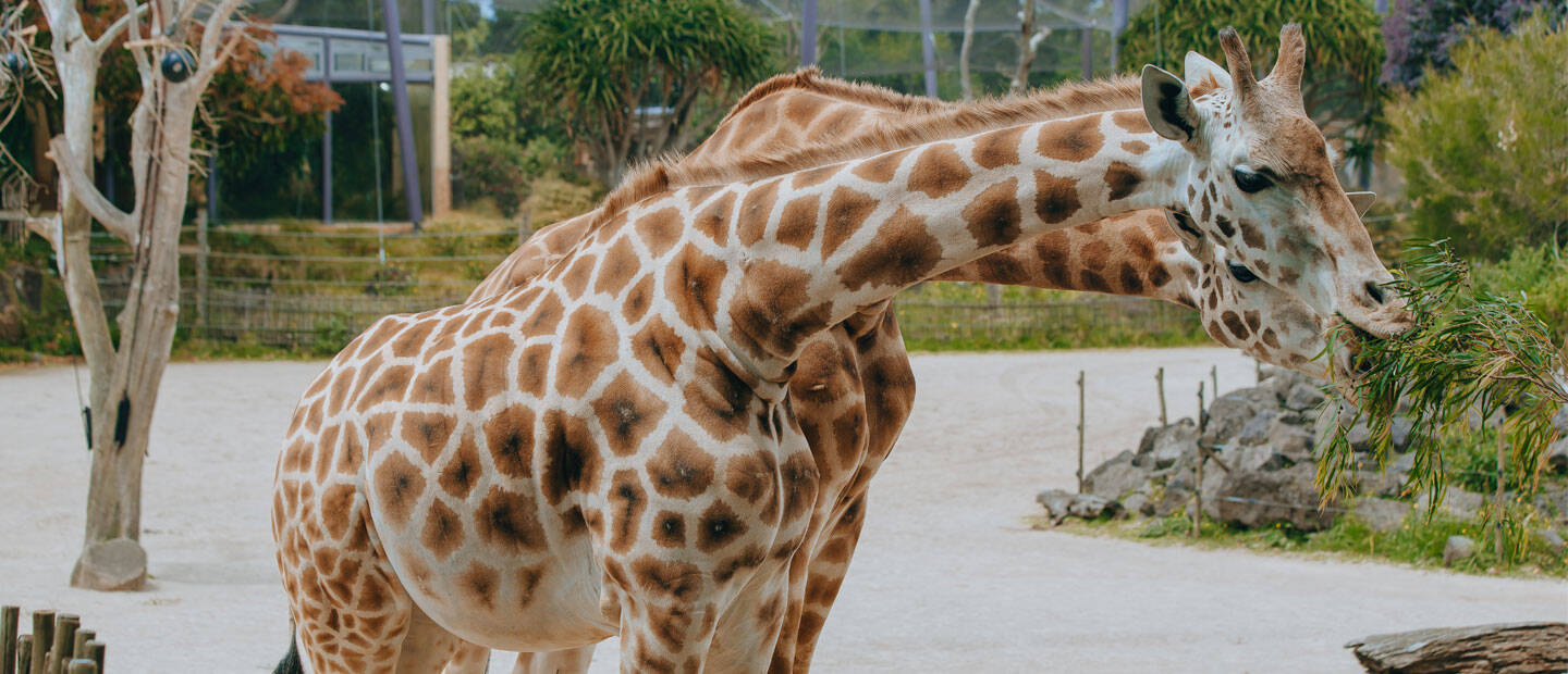 Pregnant giraffe Kiraka expecting soon!