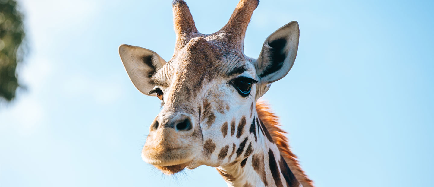 Giraffe Kiraka is pregnant and due to give birth soon!