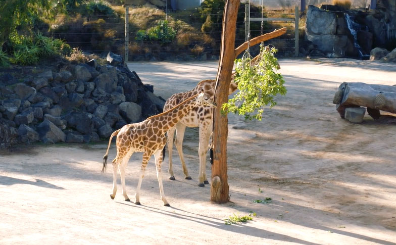 Smooth Move for New Giraffe Billy