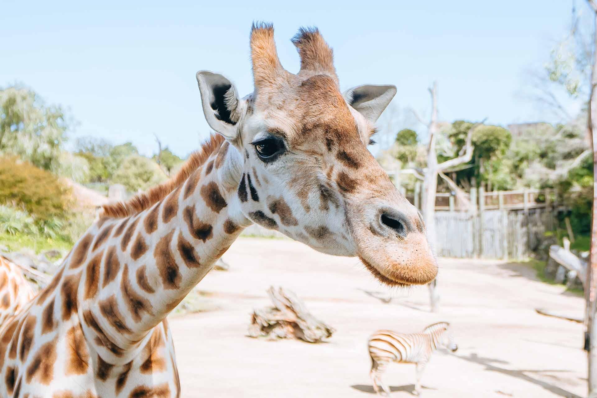 Auckland Zoo farewells much-loved giraffe Rukiya