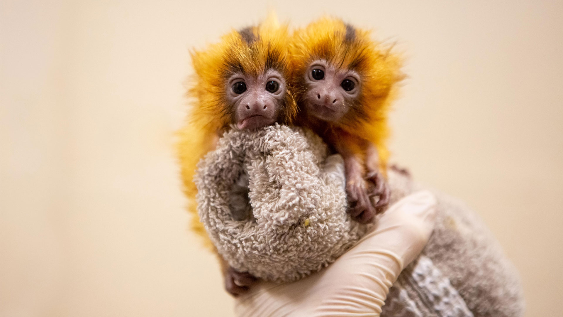 We've successfully hand-reared golden lion tamarin twins!