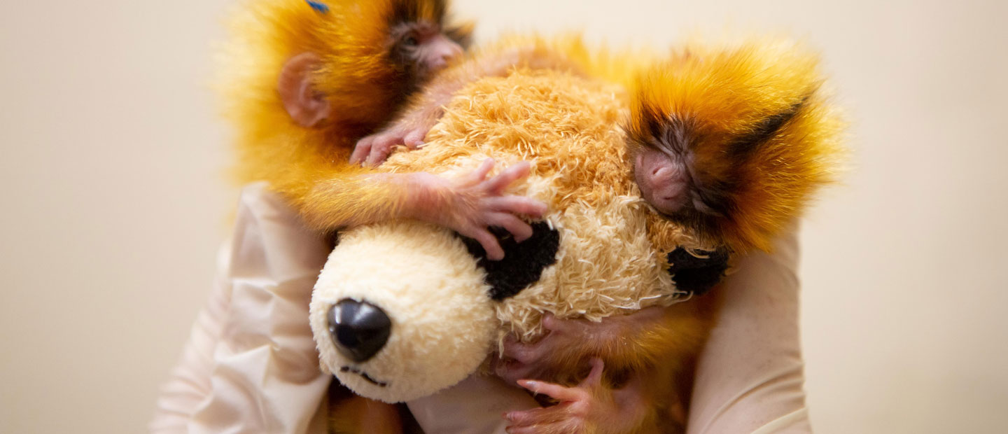 Golden lion tamarin twins thriving under expert care
