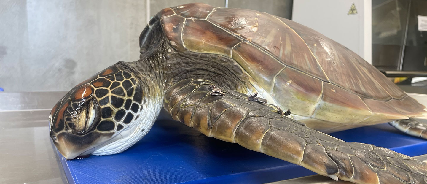 We're asking Kiwis to watch out for marine life this summer