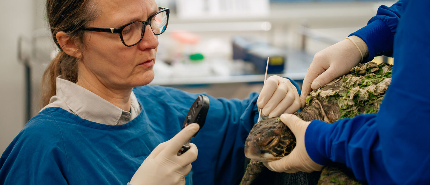 Stormy weather sees sea turtles wash up on New Zealand beaches