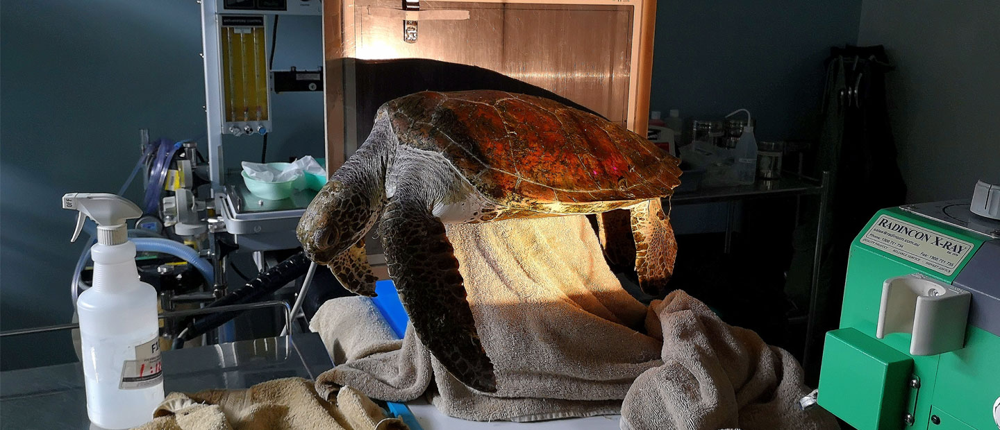 Sea turtle gets second chance at life