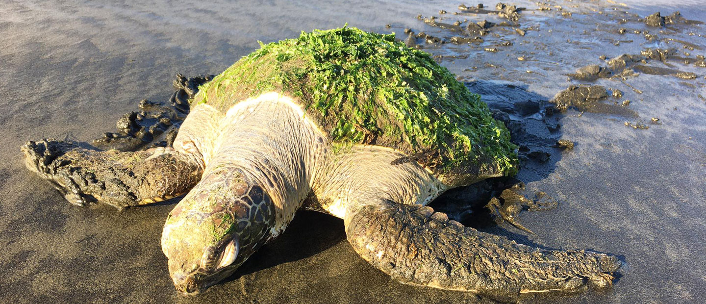 Sick green sea turtle rescued from Muriwai Beach