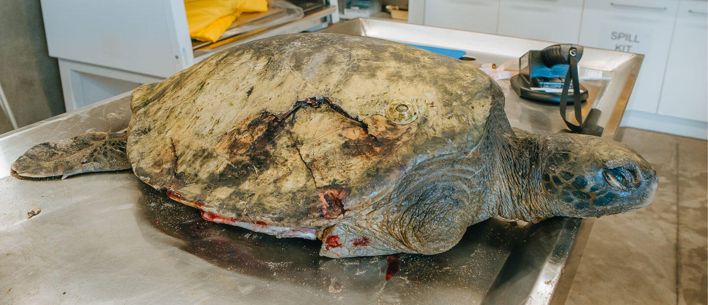 Auckland Zoo calls on community to help keep sea turtles safe