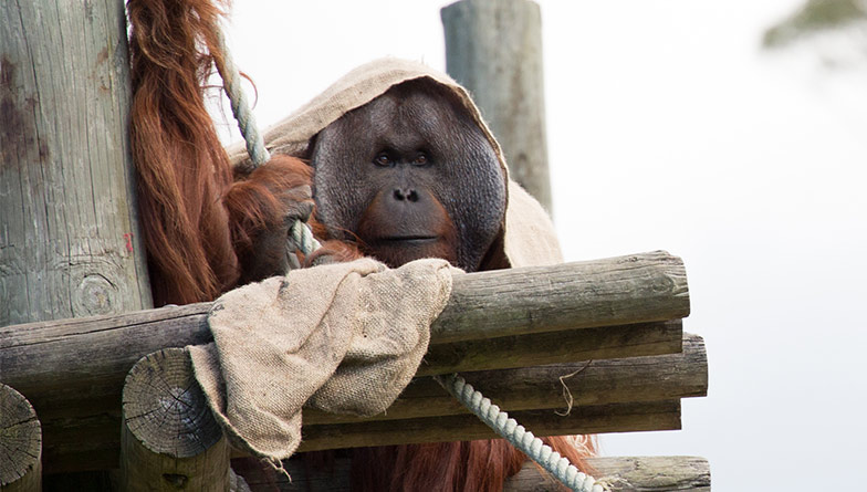 Episode One: Orangutans on the move to Orana Park