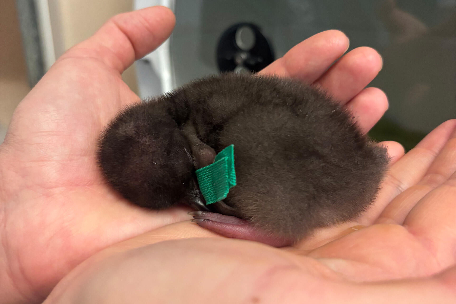 Lending a hand to rear precious hoiho chicks