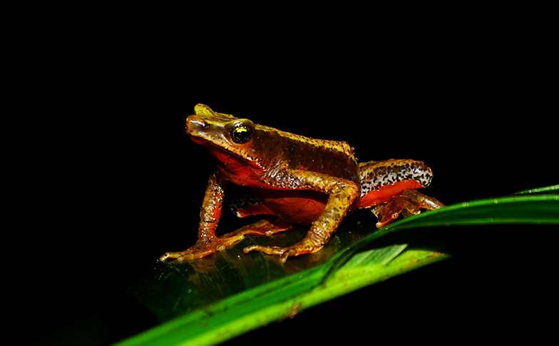 Colourful toads instilling a sense of community pride in Colombia