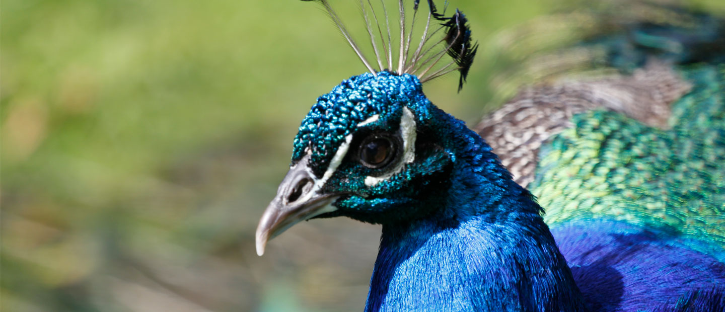 Haere rā Harold