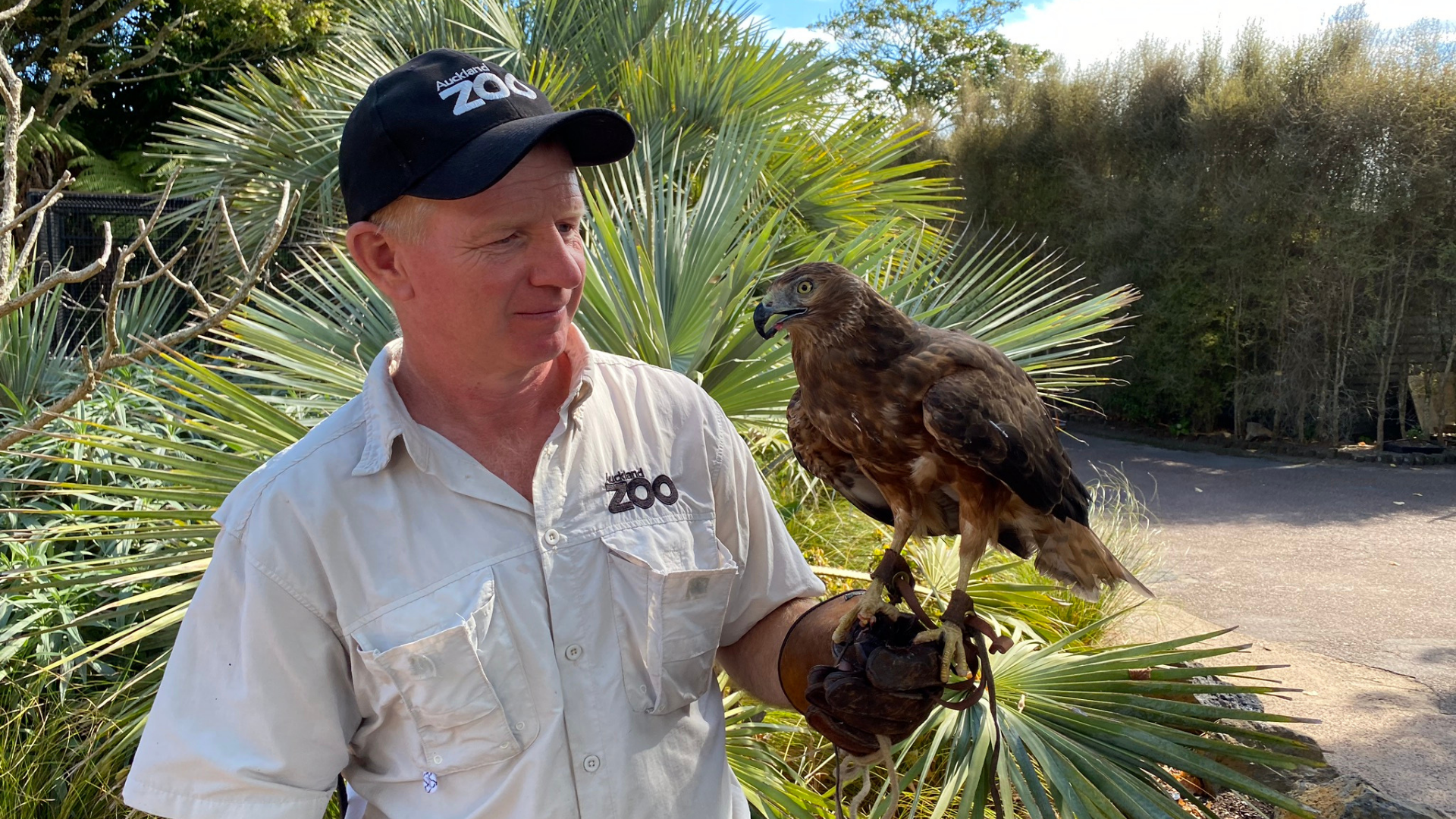 Look for this incredible hawk on your next visit!
