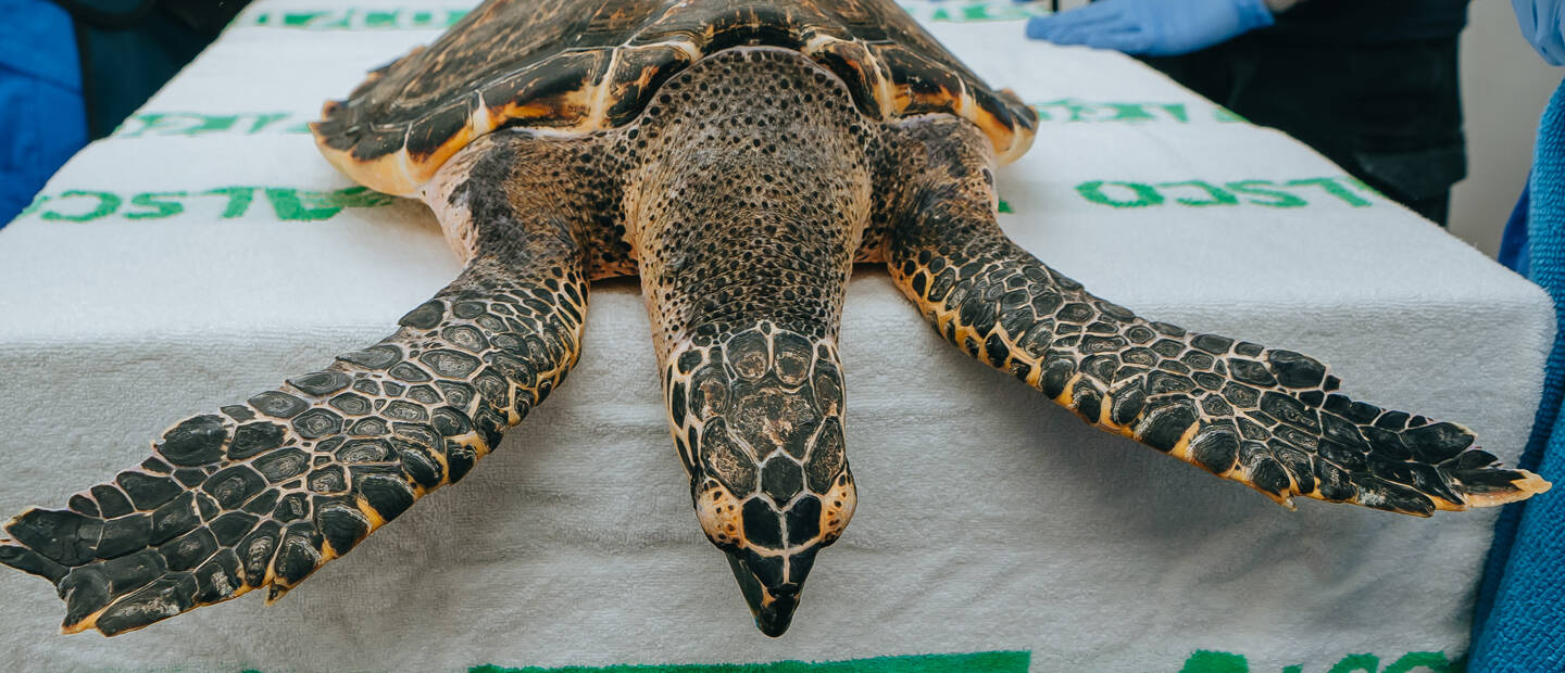 Remarkable road to recovery for Hawksbill turtle Hine Kopenu