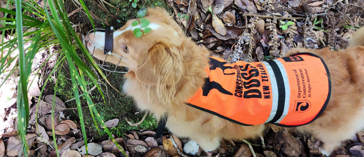 Dogs helping frogs! 