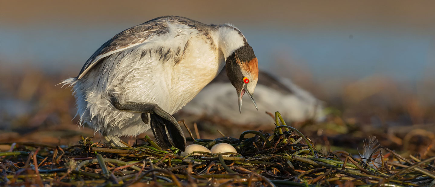 Helping scientists to save a rare Patagonian bird