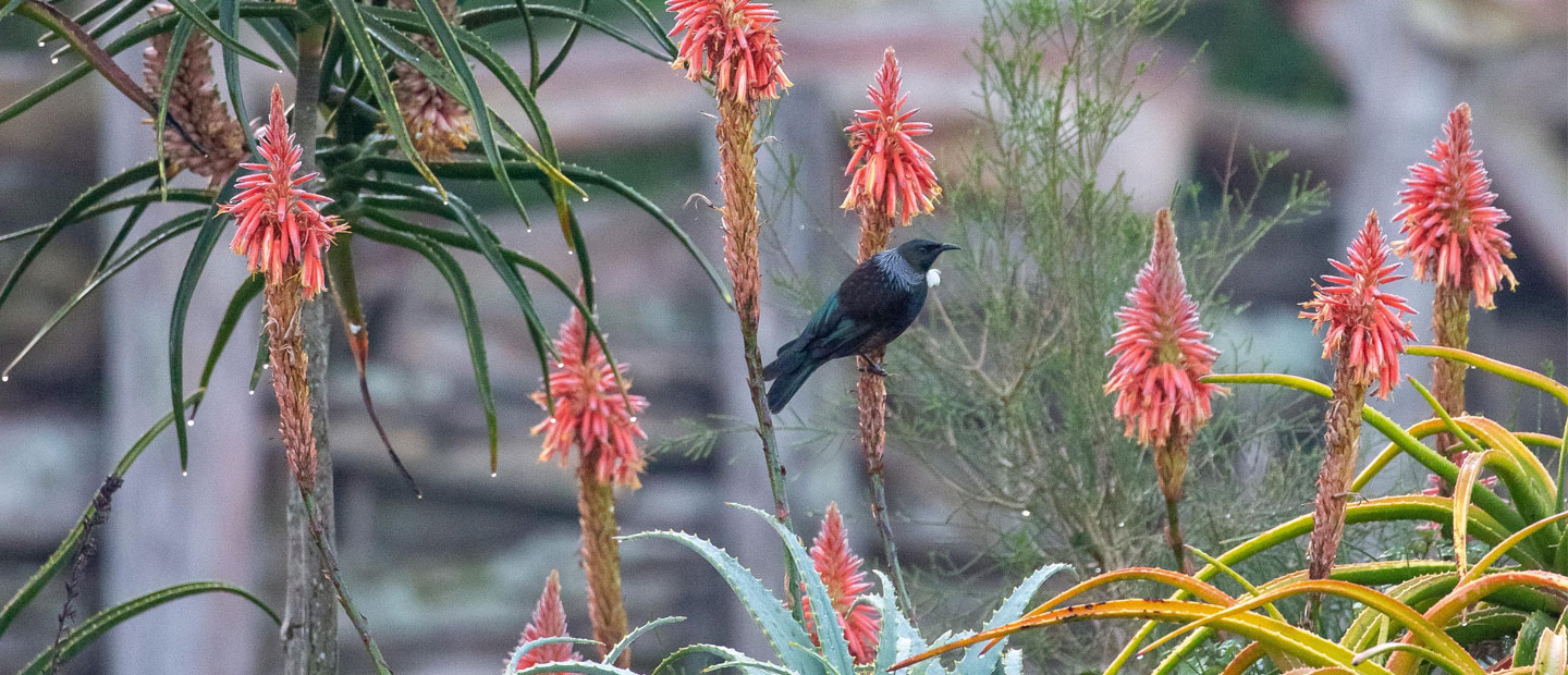 Aloe Aloe