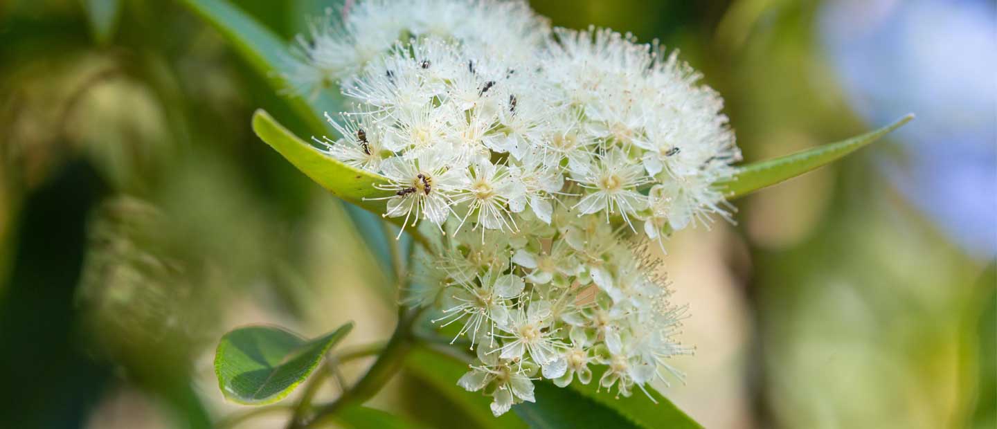 Lemon myrtle: fresh, fragrant & evergreen
