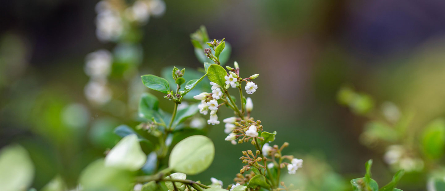 New Zealand jasmine: a real endemic climber!