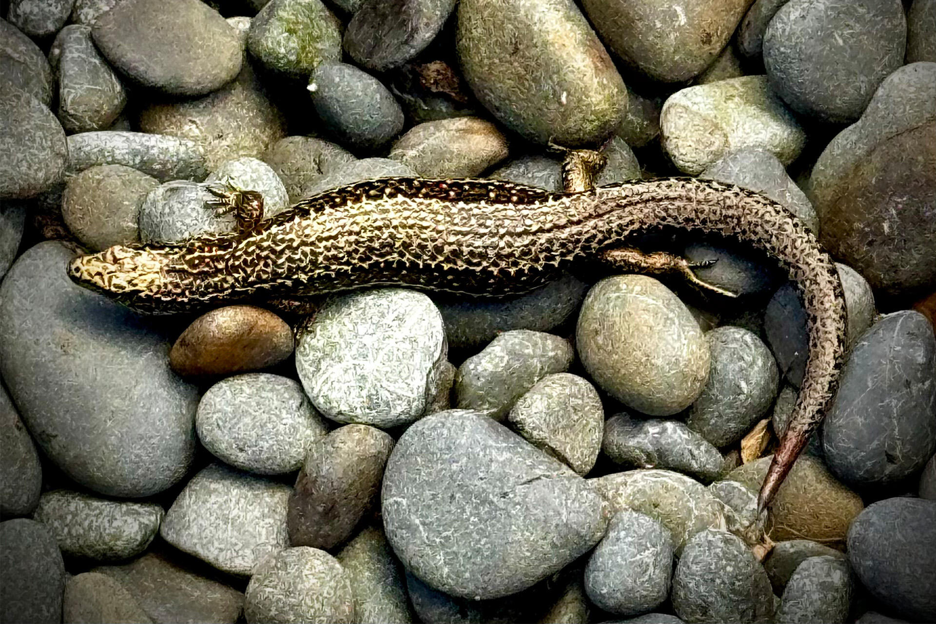 Cobble skinks beat the odds and fly home