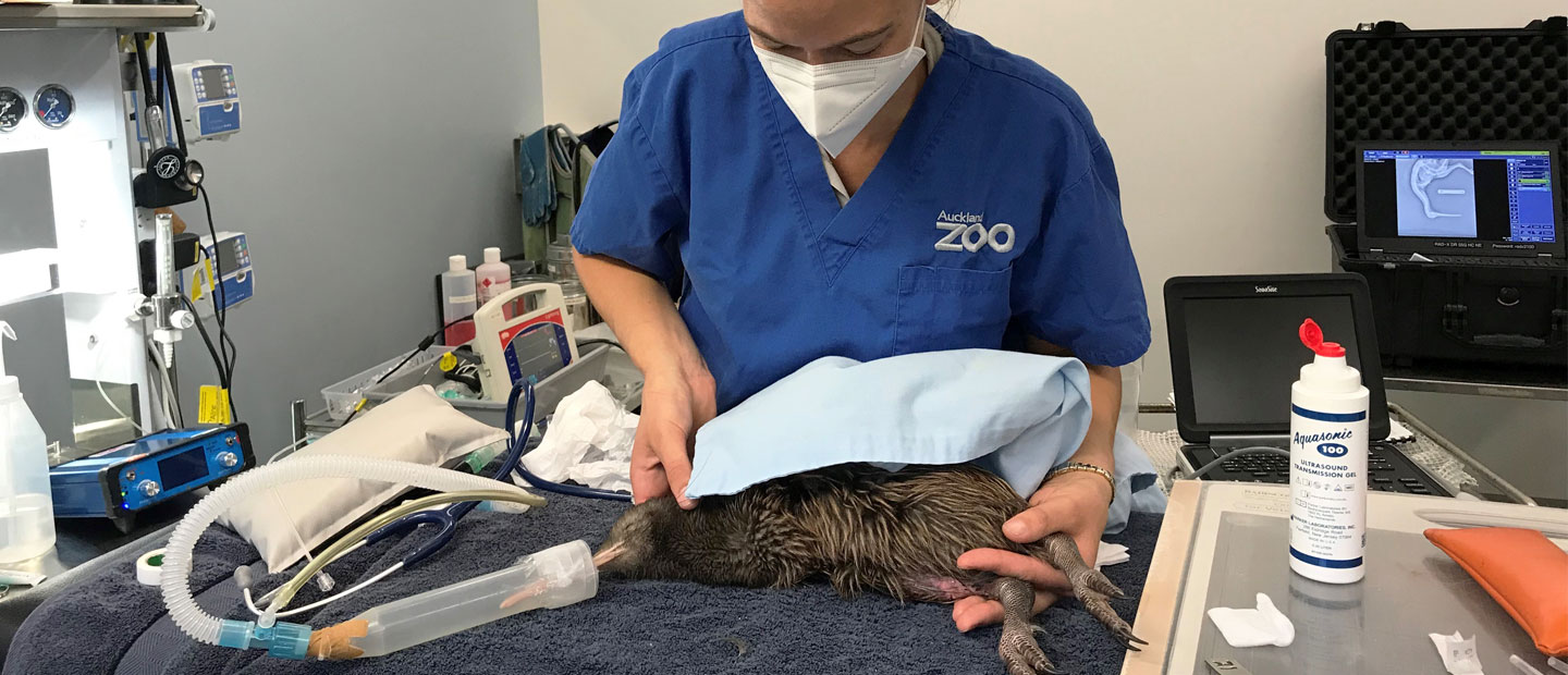Injured kiwi receives treatment for dog bite