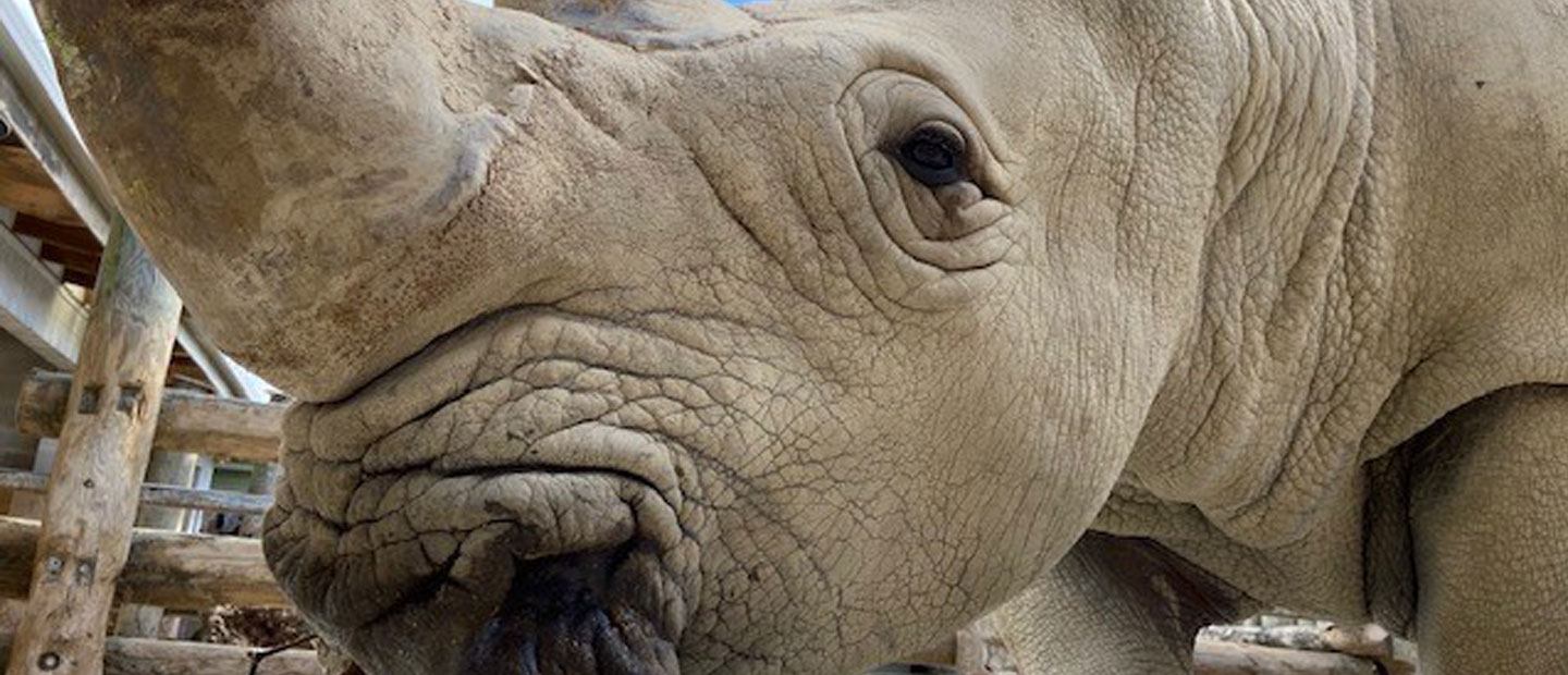 Zoo mourns sudden loss of a much-loved gentle rhino