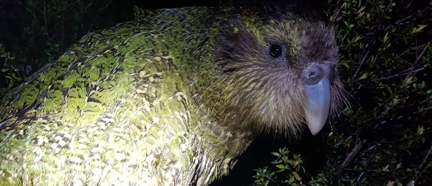 Helping to health check kākāpō
