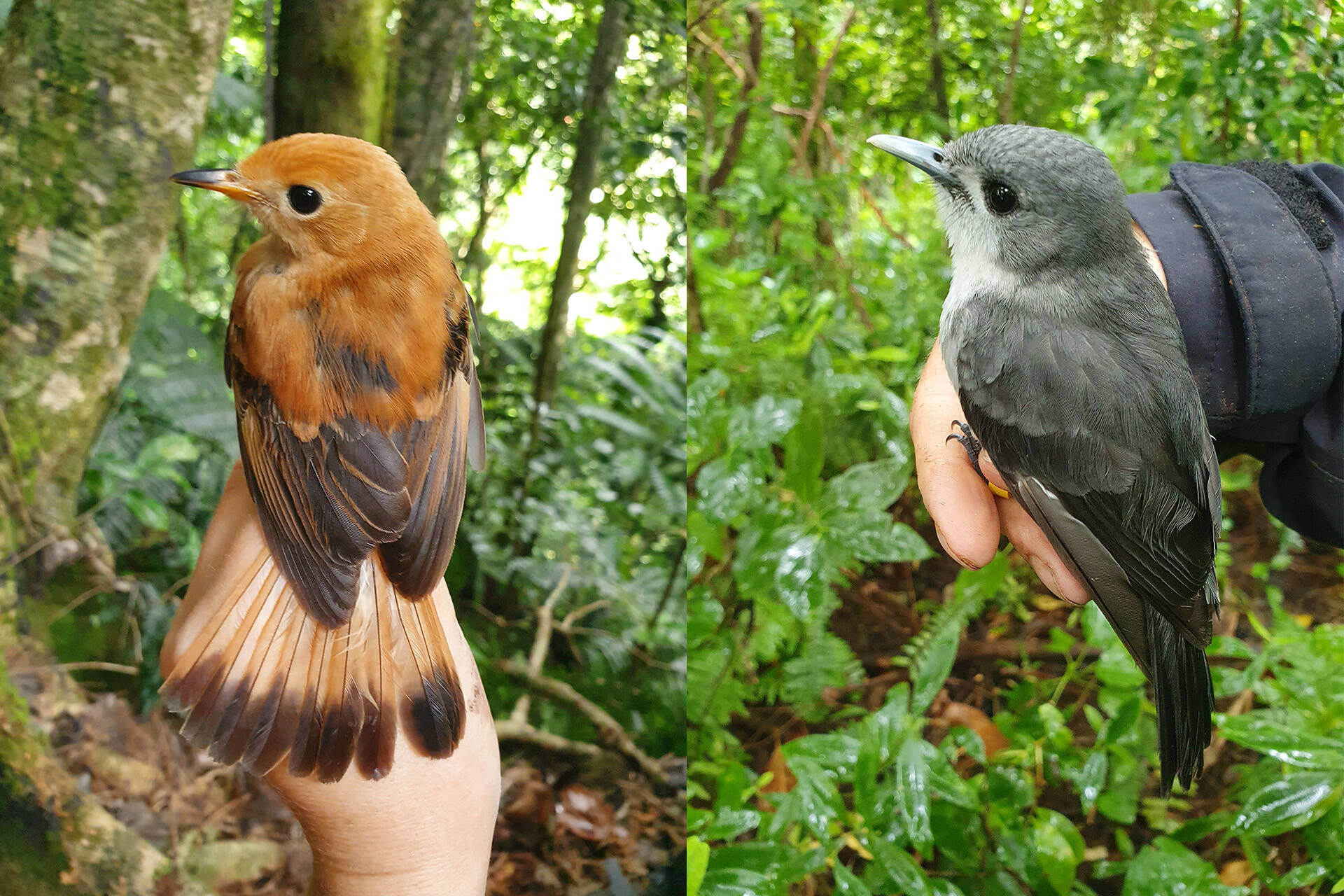 Auckland Zoo’s conservation fieldwork isn’t limited to Aotearoa New Zealand!