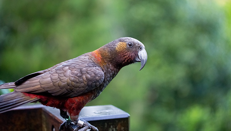 Five kākā chicks have hatched