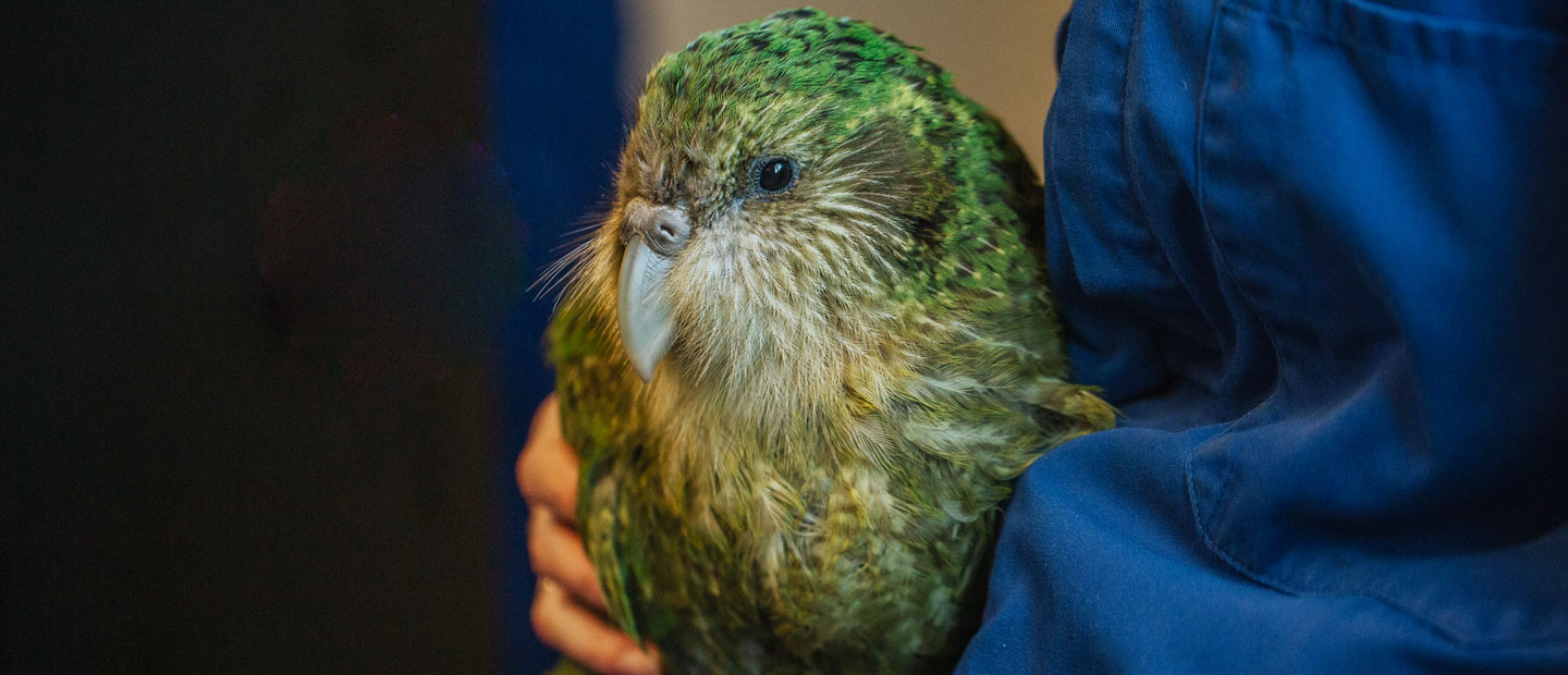 Kākāpō patients Bunker and Bravo return home!