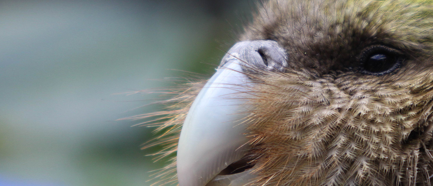 Two more kākāpō have 'flown' the Auckland Zoo nest!
