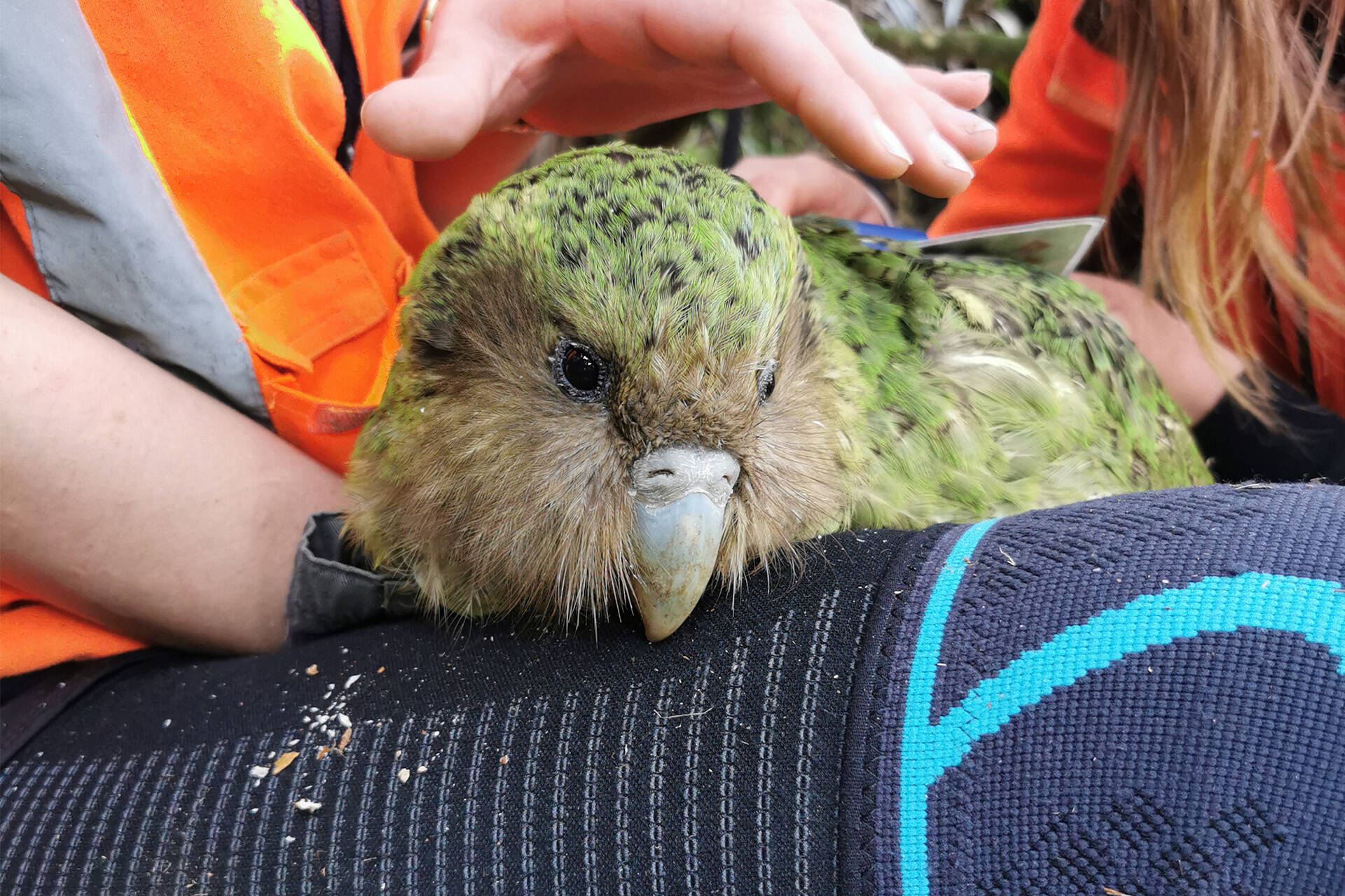Helping kākāpō on their sanctuary islands! 