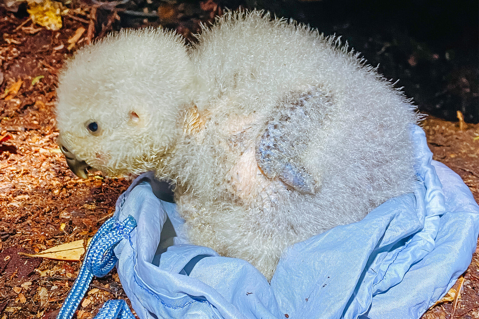 Hatch-assisting a kākāpō is a career highlight for Mikaylie!