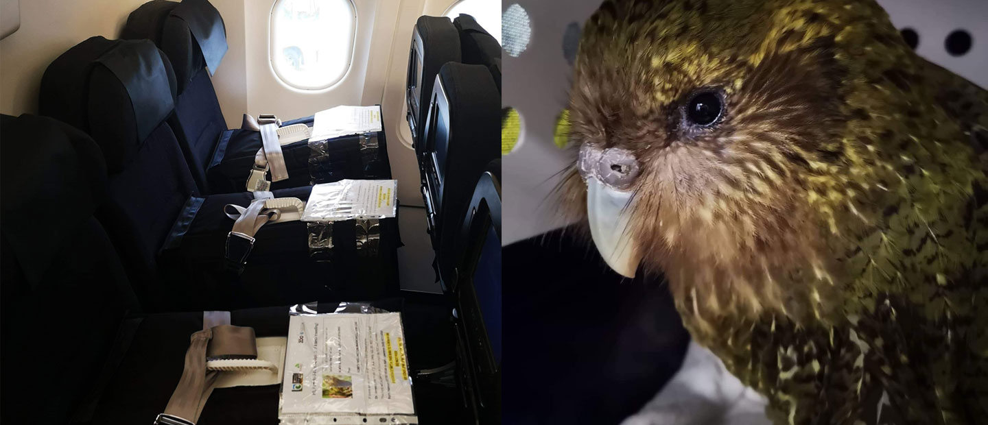 Three more kākāpō fly home today!