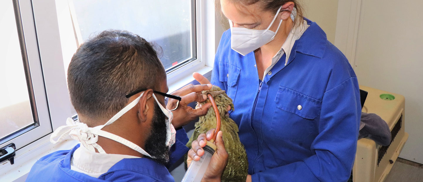 Vet team swing into action for sick kākāpō