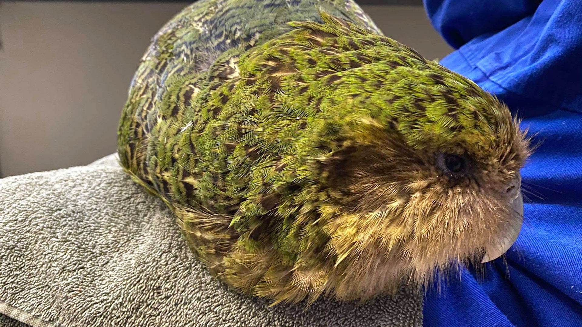 Kākāpō - an inspirational taonga we’re privileged to help