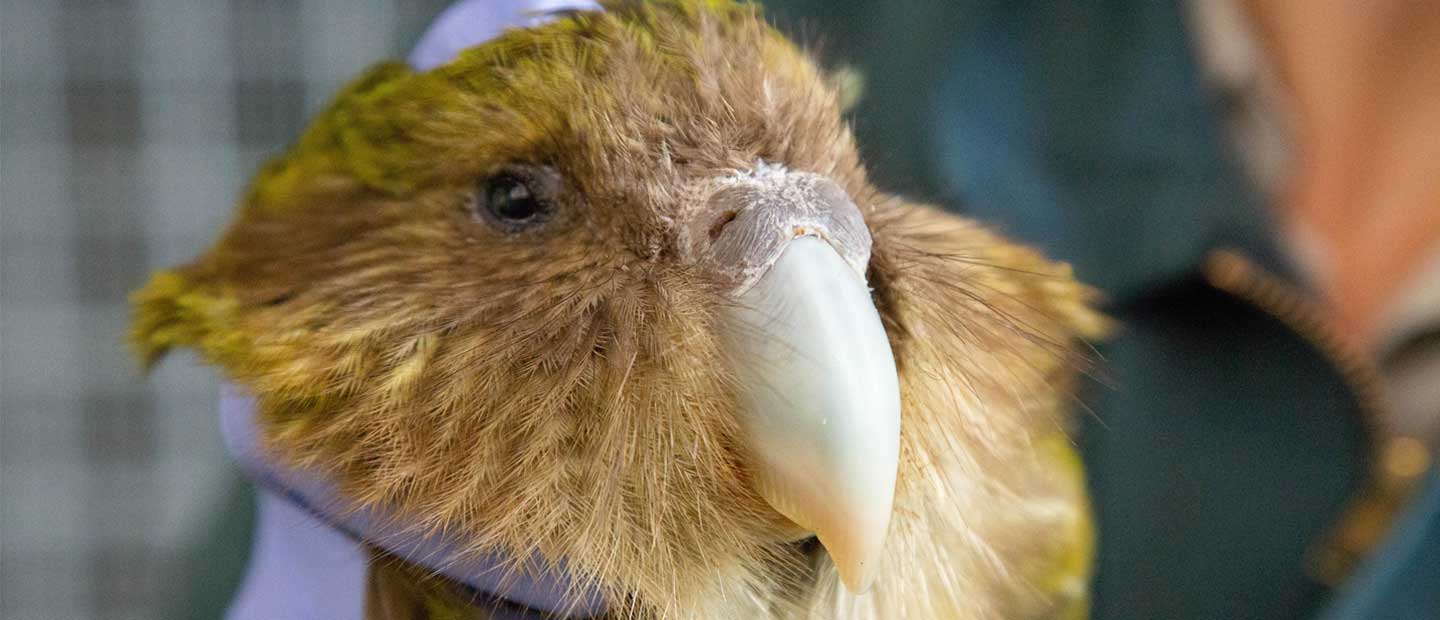 Meet our VIP patient - Kōmaru the kākāpō!