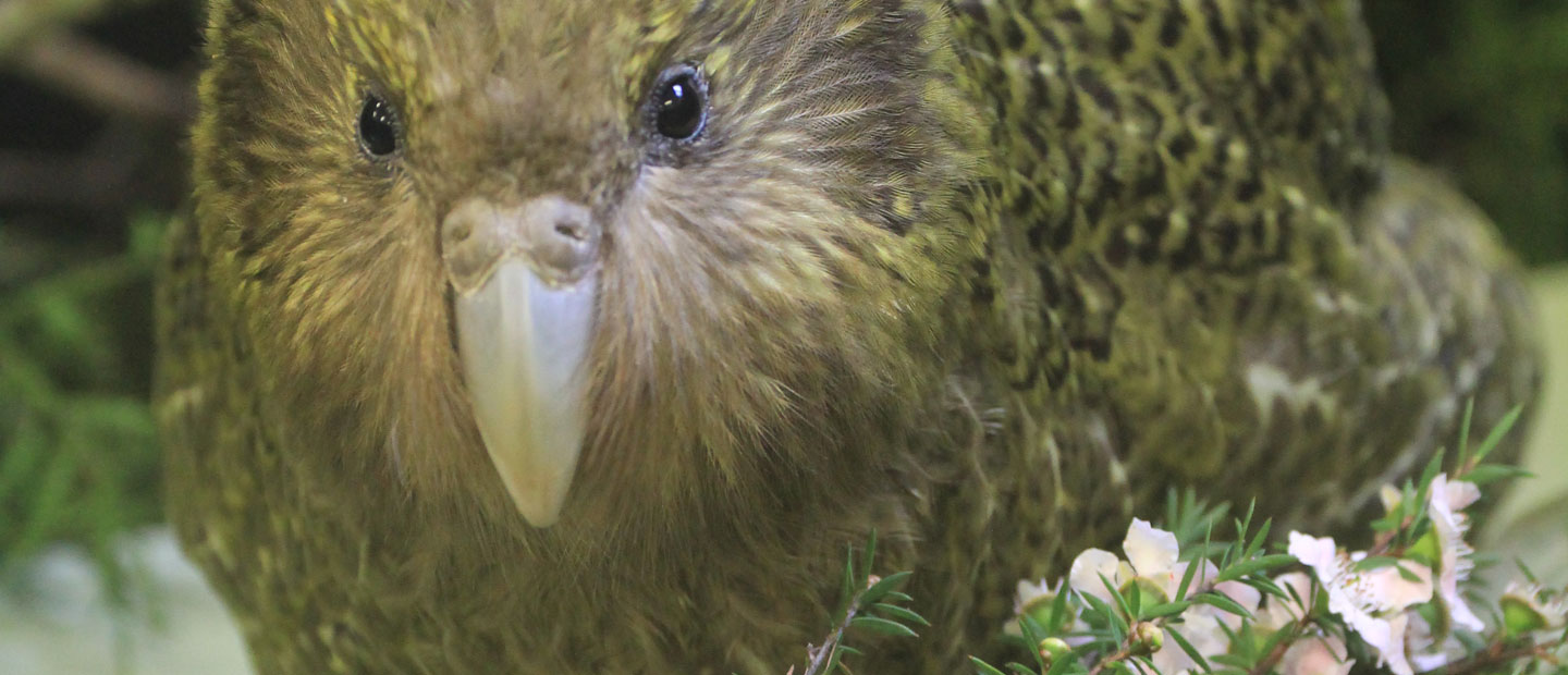 We’re helping generations of kākāpō