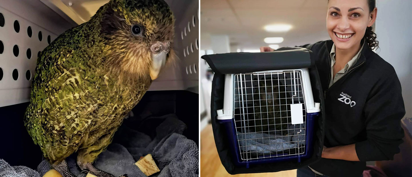 Kākāpō Pura-2-B-19 flies home today! 