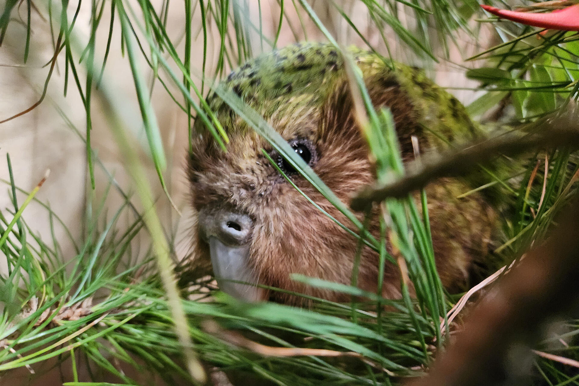 Kākāpō Tīwai recently had a short stay at the Zoo!