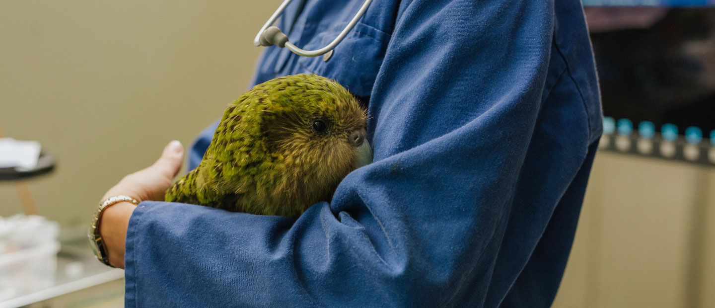 Kākāpō bravest of patients with personality plus 