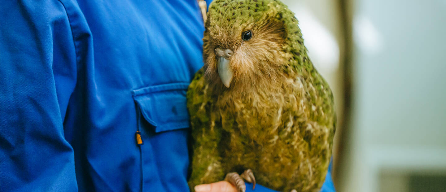 Caring for kākāpō affected with cloacitis