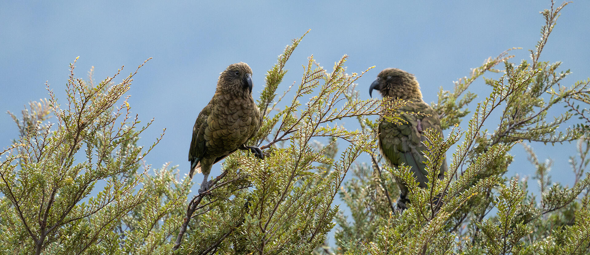 We’re helping to protect kea in the Matukituki Valley!