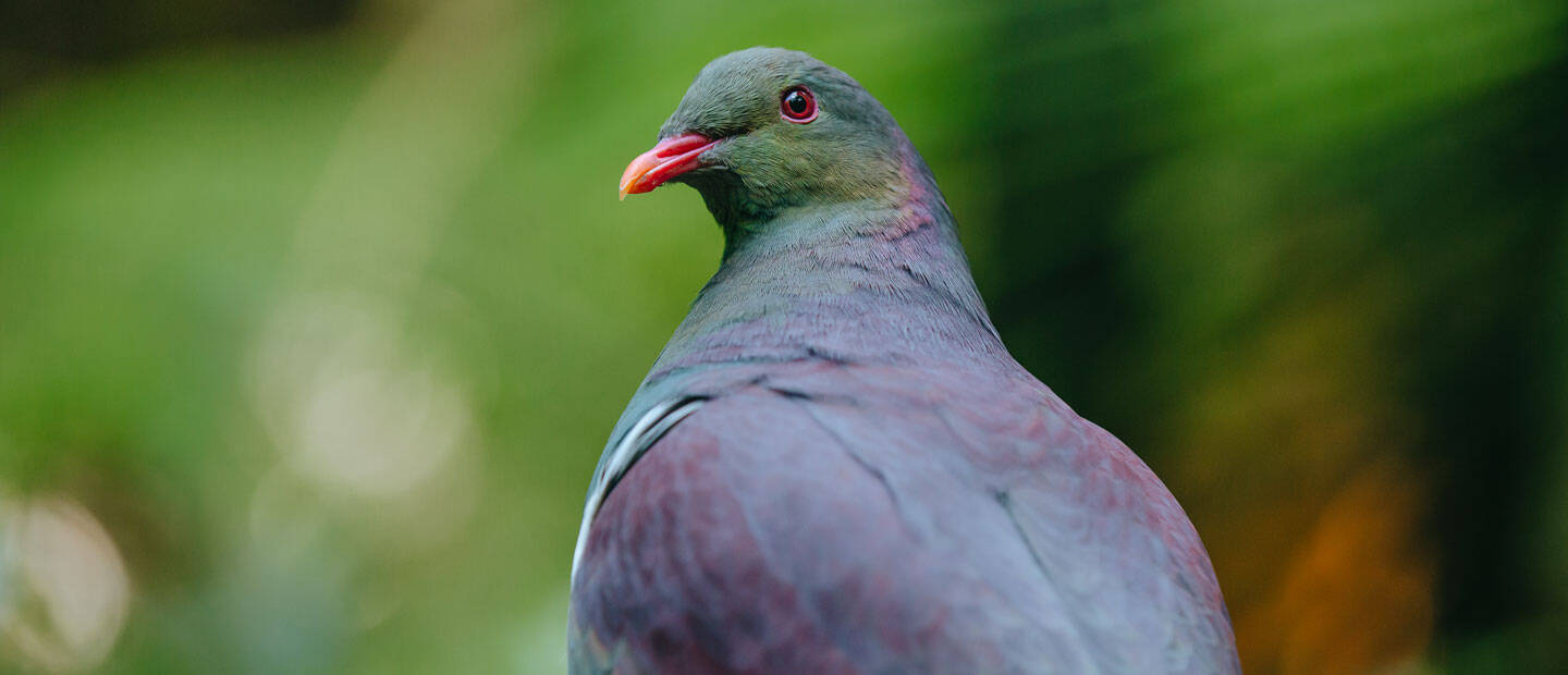 Amazing news for orphaned kererū!
