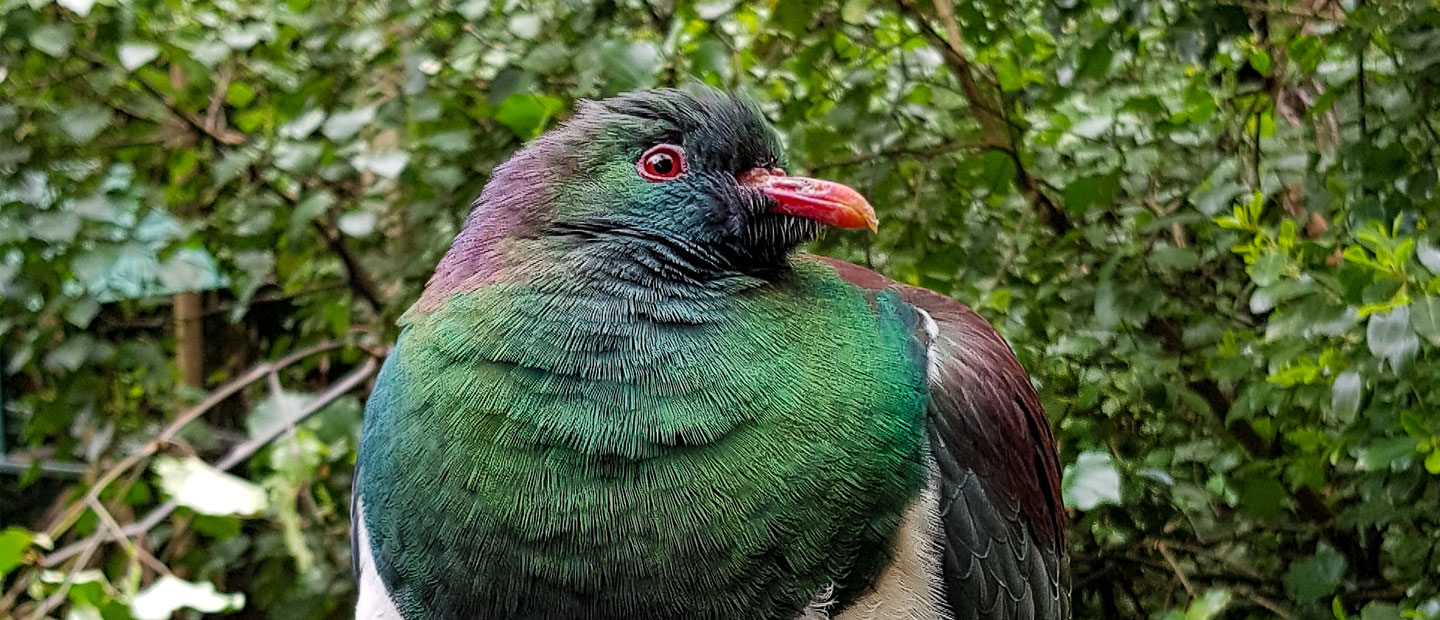 Auckland Zoo wants government to move on fireworks sales ban